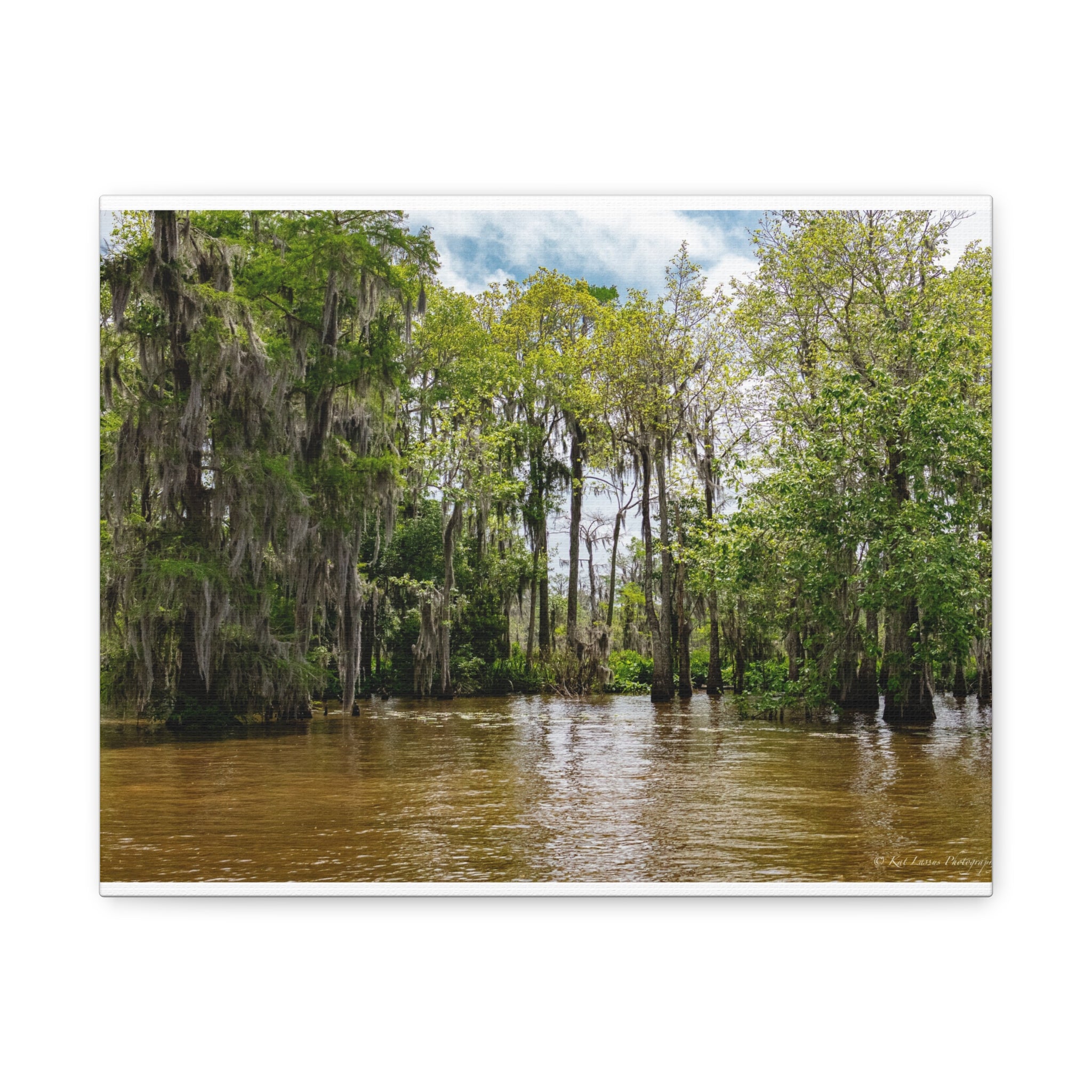 Still Water in the Bayou