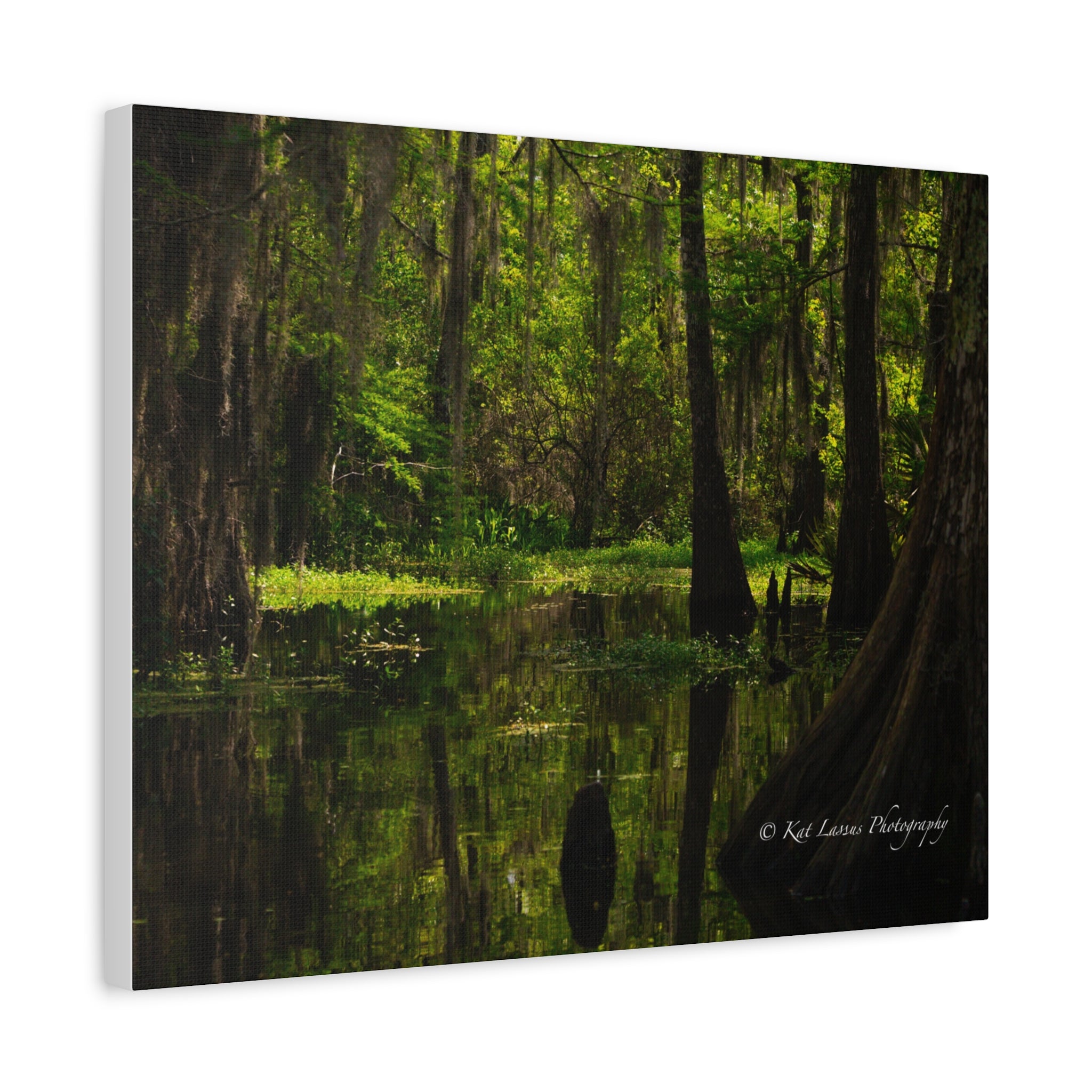 Side view of Cathedral of Moss Louisiana cypress swamp photography on stretched canvas.
