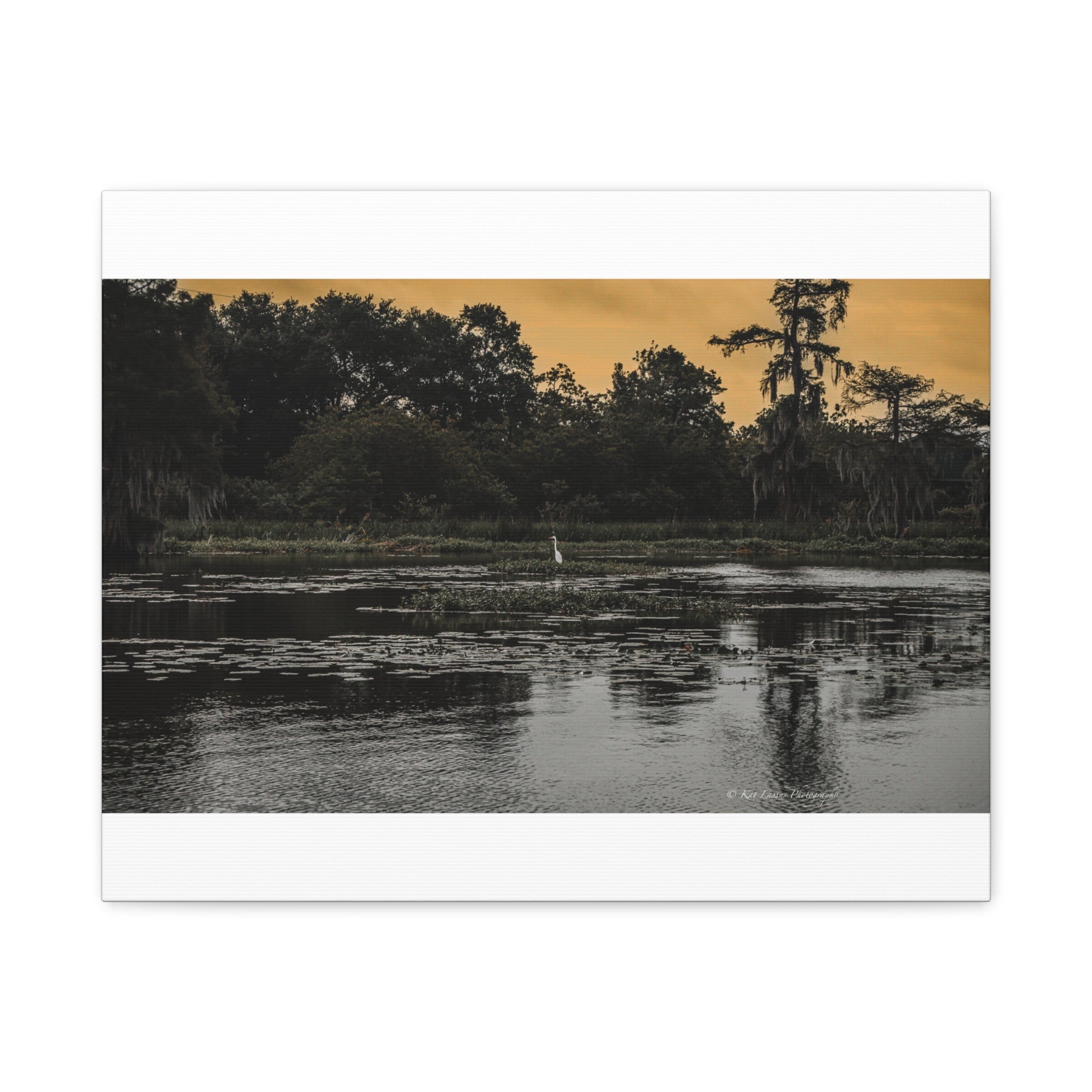 Where the Heron Waits
