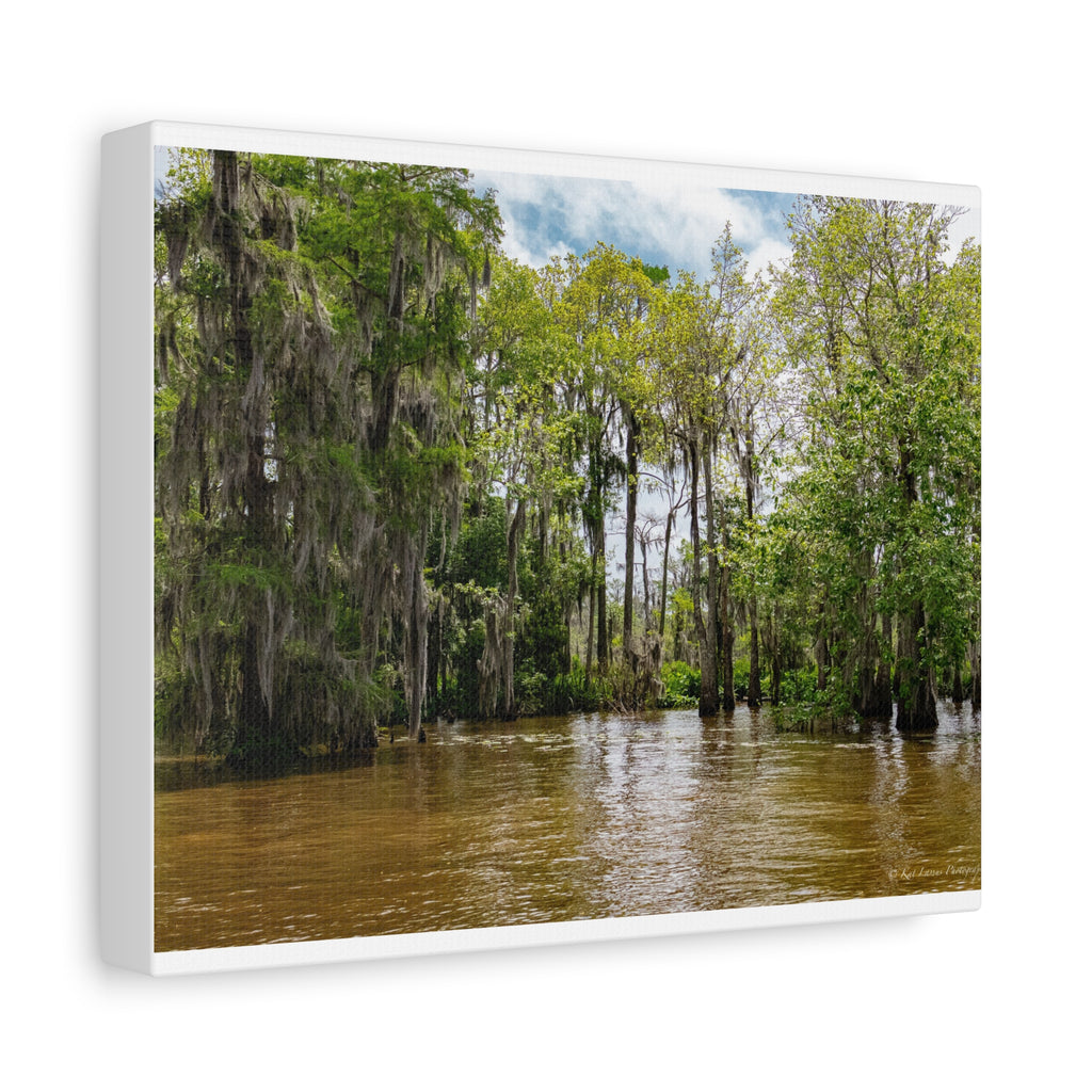 Still Water in the Bayou
