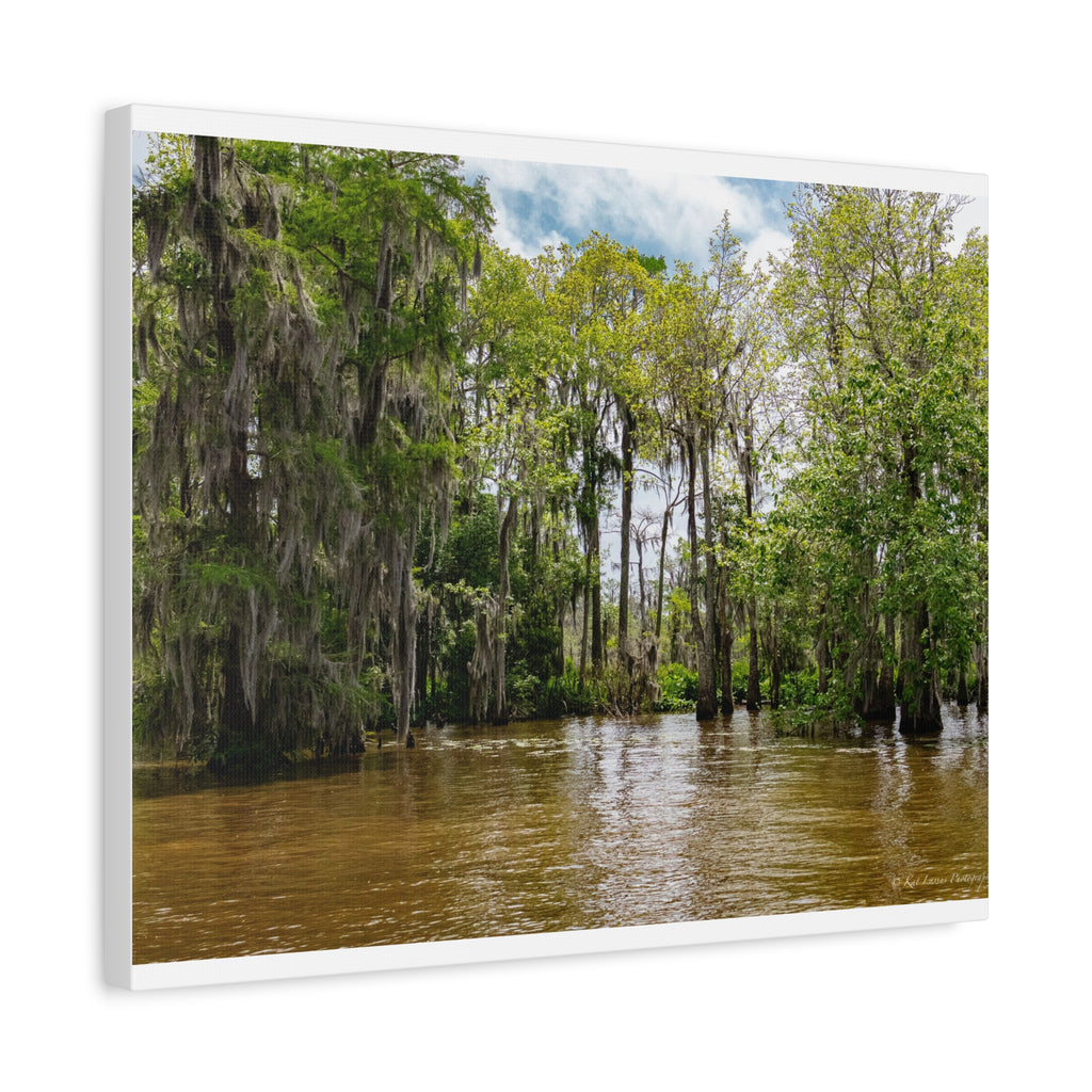 Still Water in the Bayou