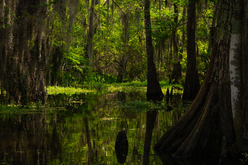 Sunlit Louisiana cypress swamp with Spanish moss and green reflections on still water, Cathedral of Moss by Kat Lassus Photography.