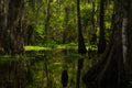 Cathedral of Moss Louisiana cypress swamp with sunlight filtering through lush green trees reflected in still water.