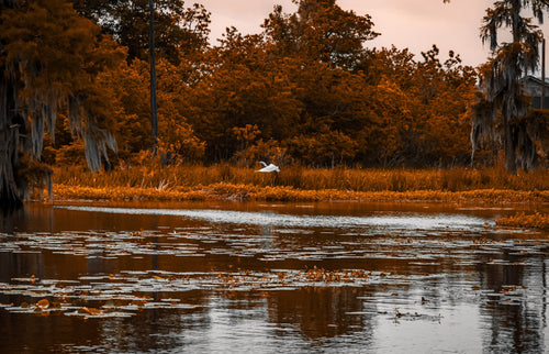 White heron flying over a Louisiana marsh at sunset, surrounded by amber cypress trees and reflections on the water.