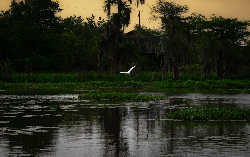 White egret flying over a Louisiana bayou beneath a golden sunset sky, reflected in dark water.