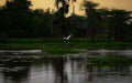 White egret flying over a Louisiana bayou beneath a golden sunset sky, reflected in dark water.