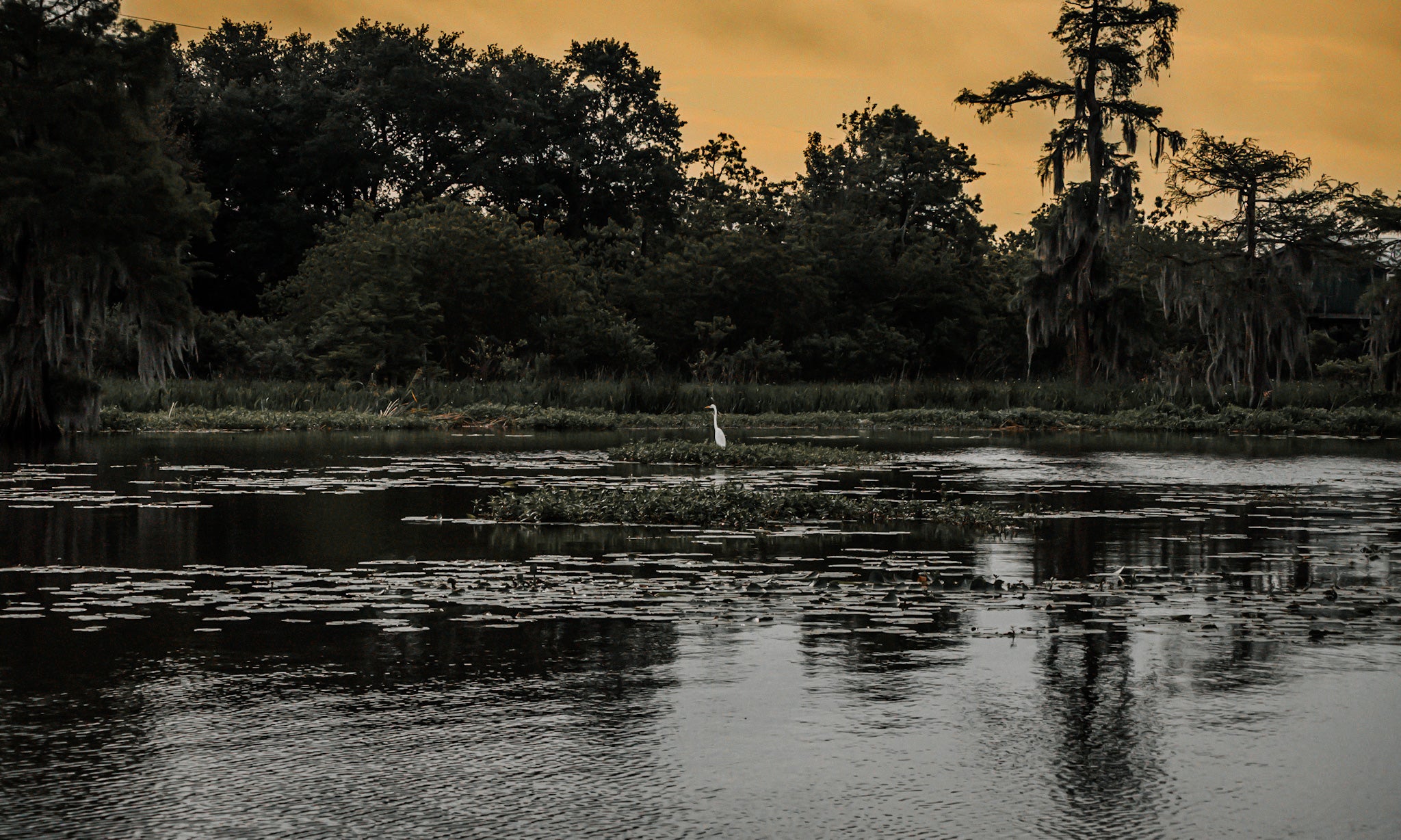 Great white heron standing in a Louisiana bayou at sunset beneath a golden sky.